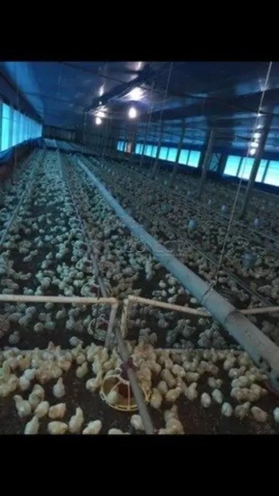 Fazenda, 11 hectares - Foto 12