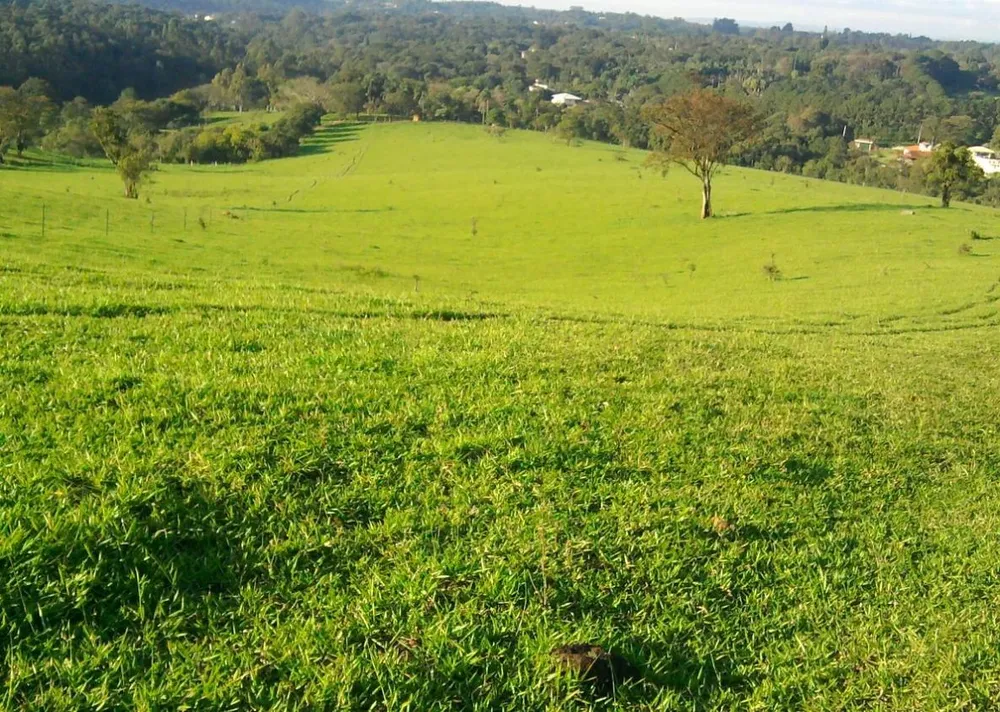 Fazenda, 25 hectares - Foto 8