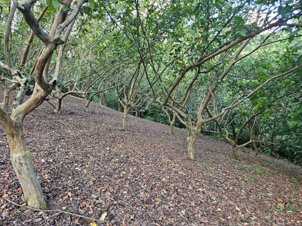 Chácara, 2 quartos, 3 hectares - Foto 2