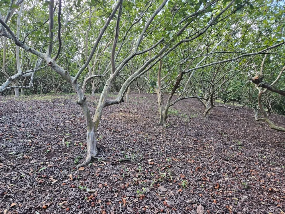 Chácara, 2 quartos, 3 hectares - Foto 9