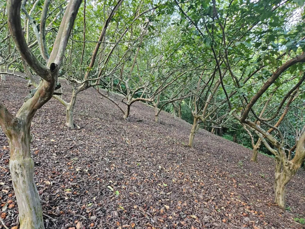 Chácara, 2 quartos, 3 hectares - Foto 1