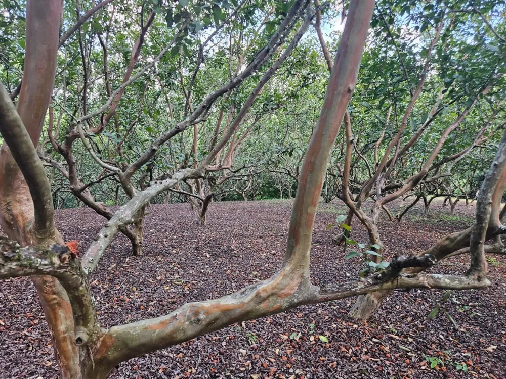 Chácara, 2 quartos, 3 hectares - Foto 7