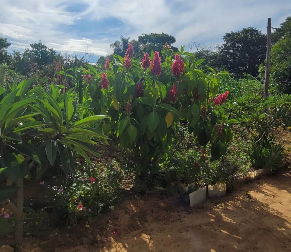 Terreno, 5 hectares - Foto 3