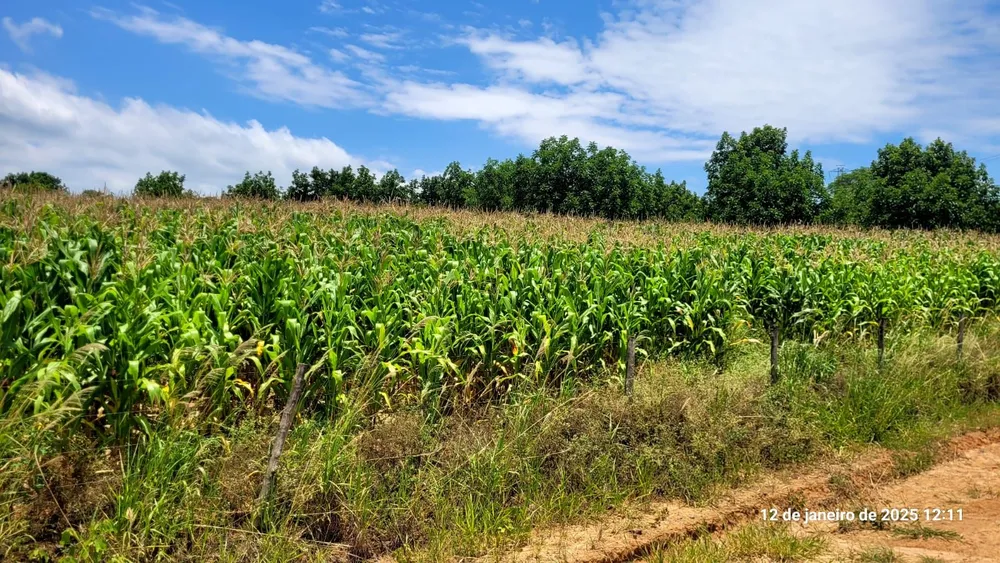 Terreno, 5 hectares - Foto 13