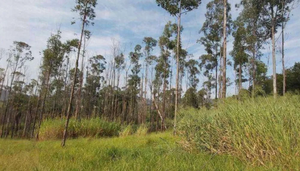 Terreno, 4 hectares - Foto 8