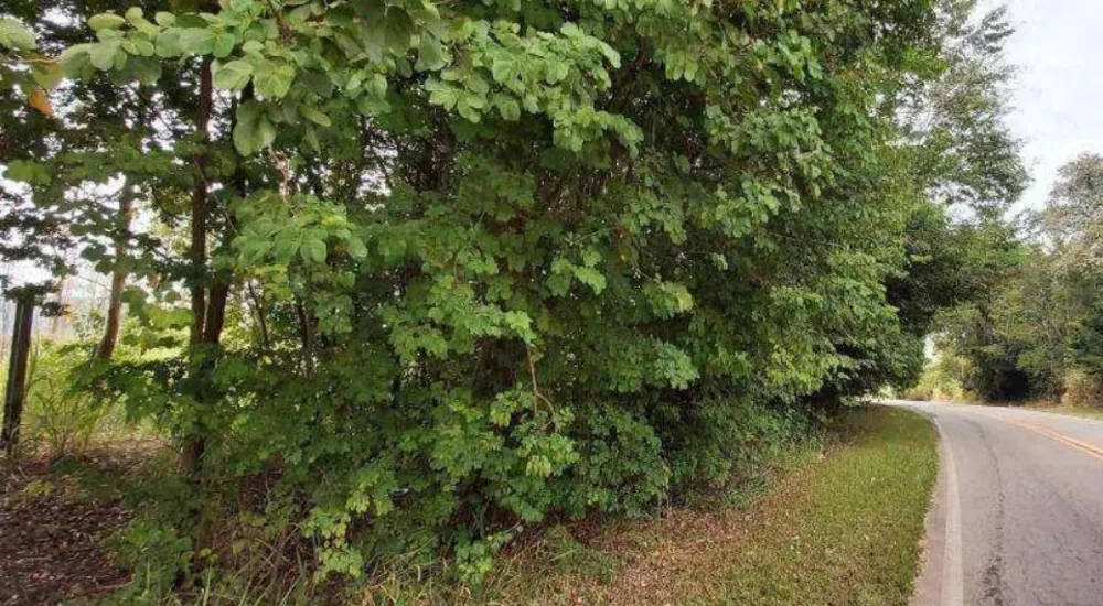 Terreno, 4 hectares - Foto 4