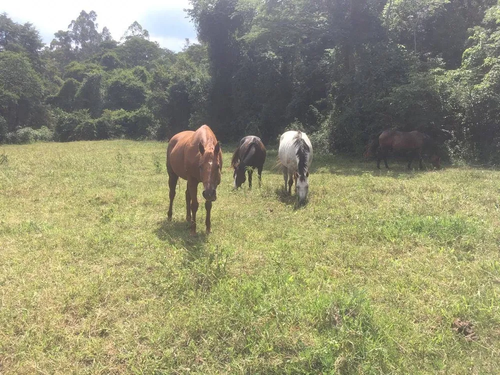 Fazenda, 7 hectares - Foto 8