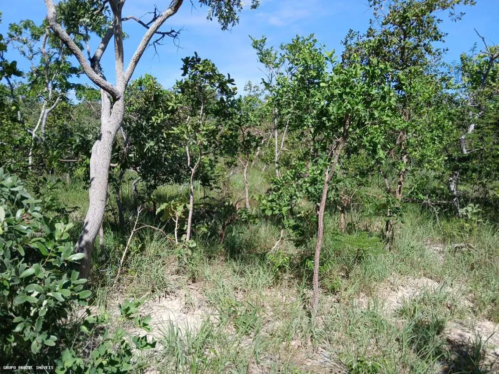 Fazenda, 385 hectares - Foto 7