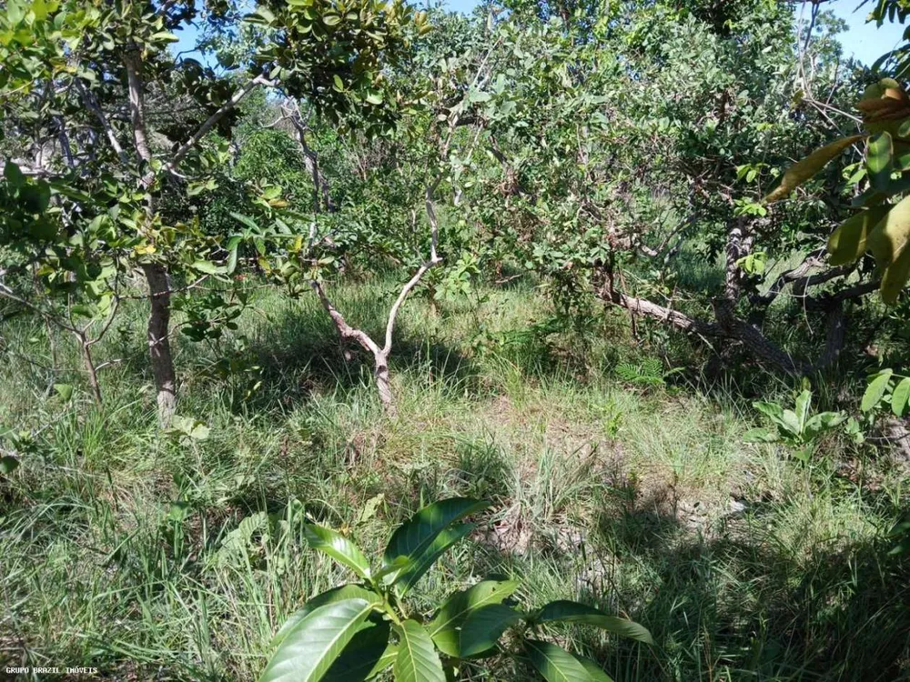 Fazenda, 385 hectares - Foto 5