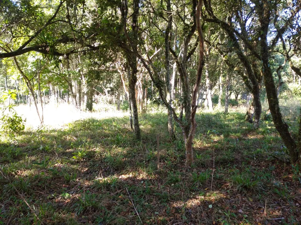Terreno, 4 hectares - Foto 11