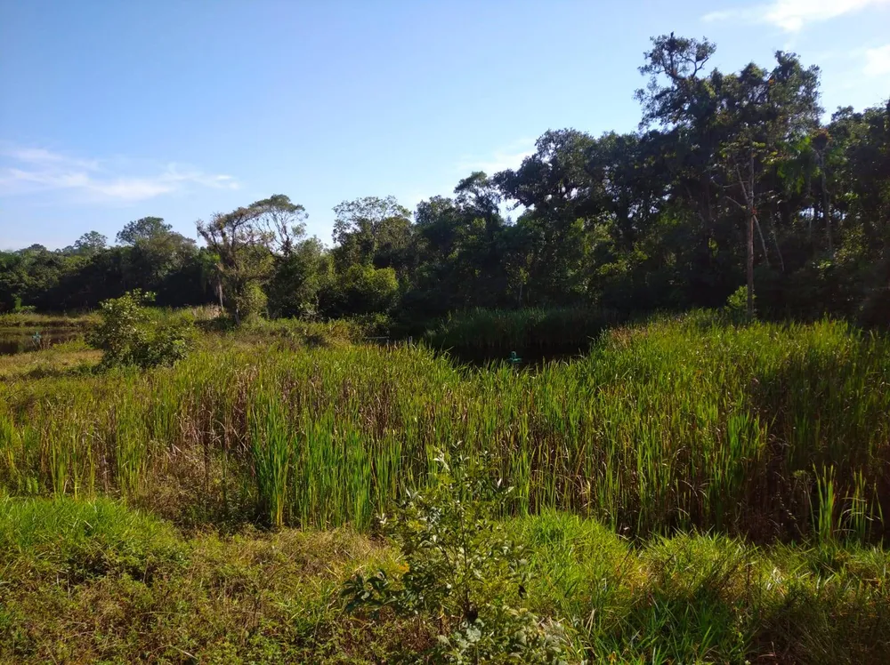 Terreno, 4 hectares - Foto 10