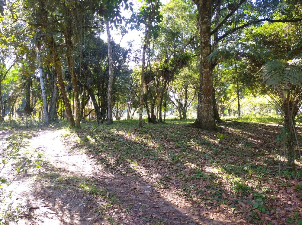 Terreno, 4 hectares - Foto 4