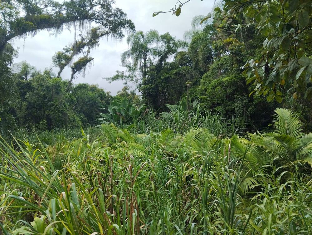 Terreno, 1006 m² - Foto 3