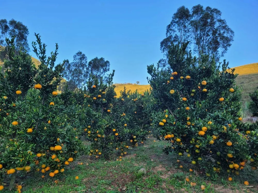 Fazenda, 129 hectares - Foto 32