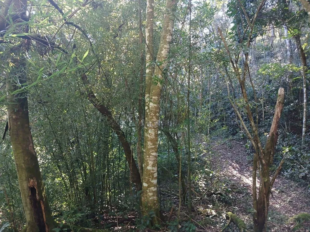 Terreno, 21 hectares - Foto 3