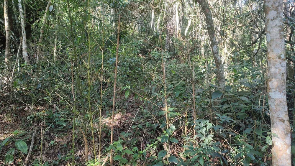 Terreno, 21 hectares - Foto 14