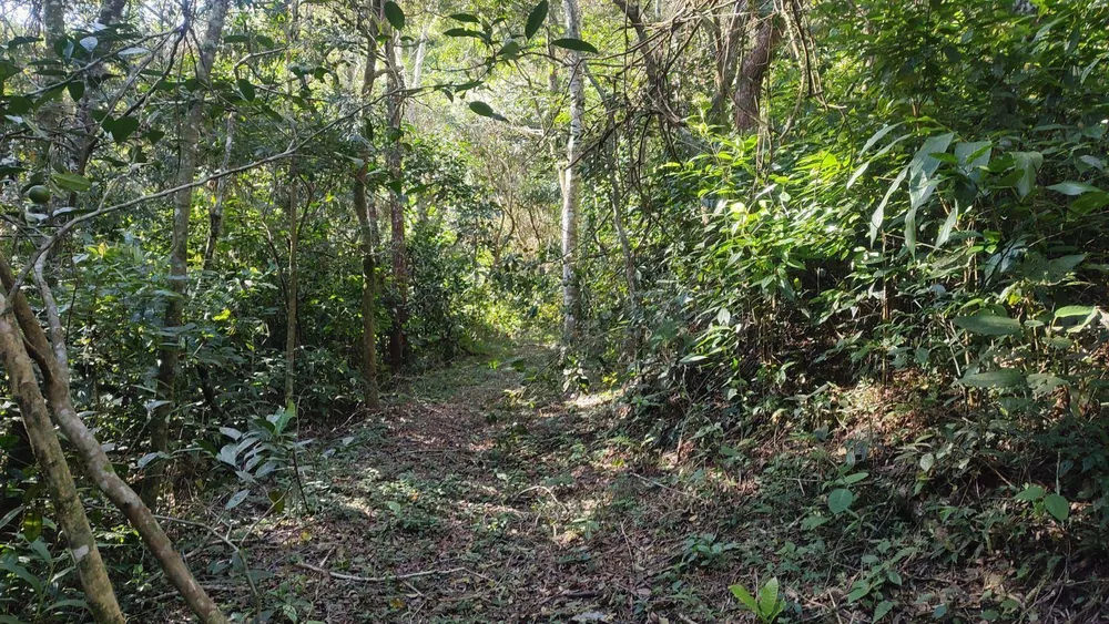 Terreno, 21 hectares - Foto 13