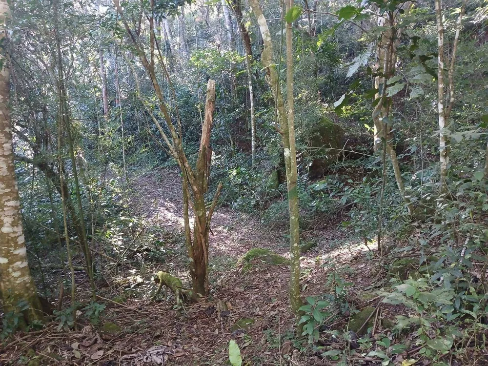 Terreno, 21 hectares - Foto 2