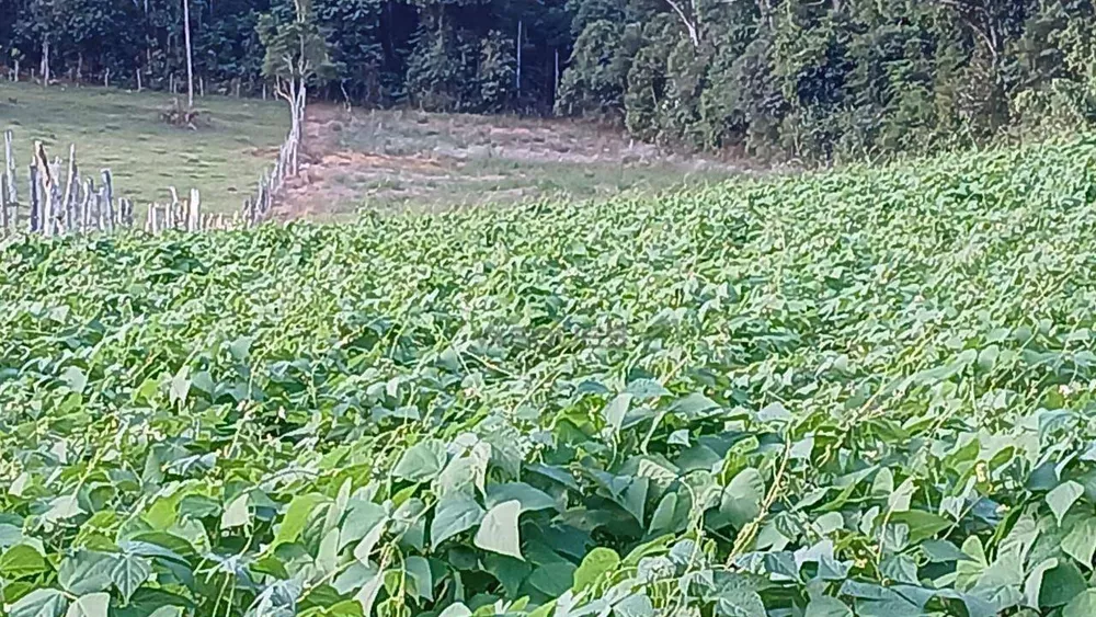 Terreno, 2 hectares - Foto 4