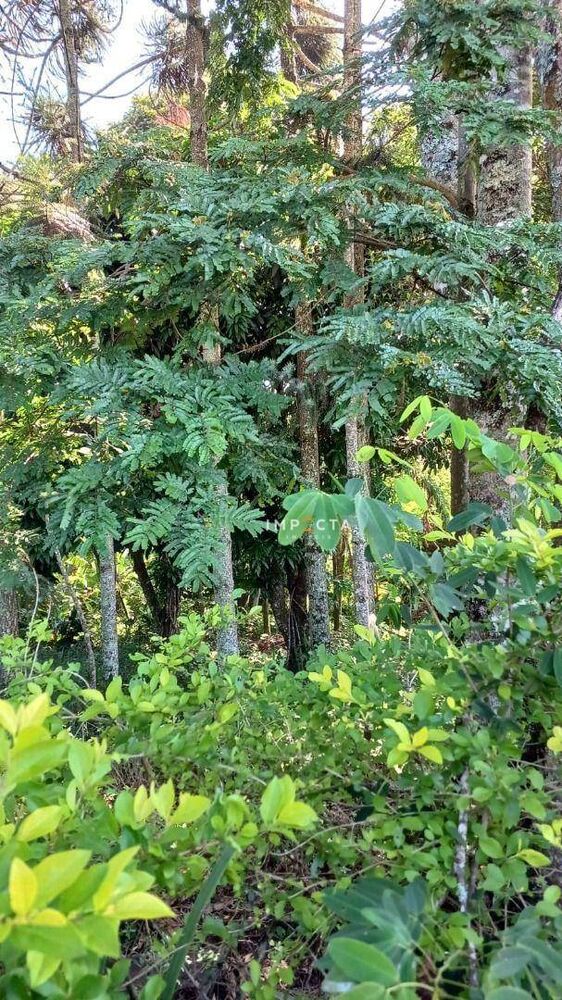 Chácara, 3 quartos, 6050 m² - Foto 3