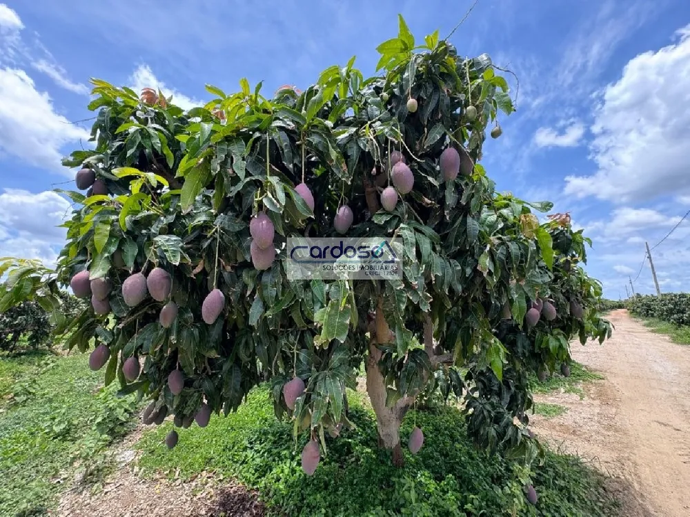Fazenda - Foto 6