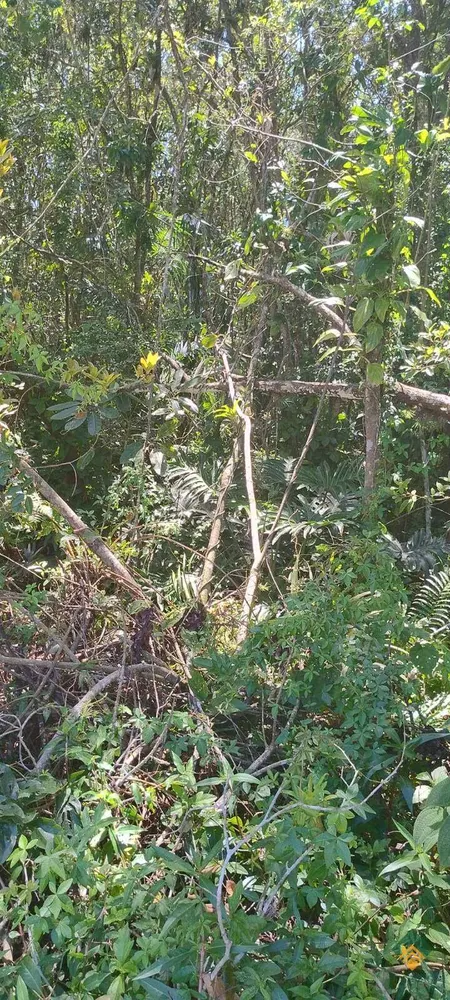 Terreno - Foto 5