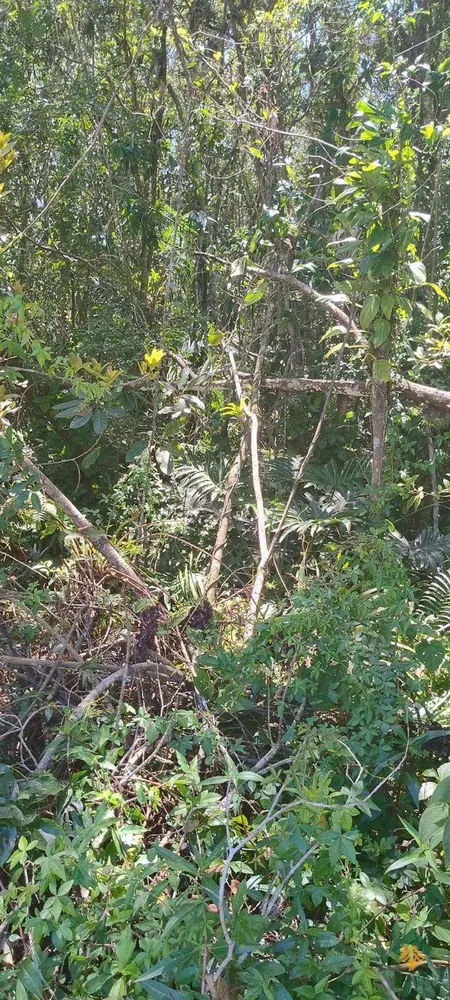 Terreno - Foto 1