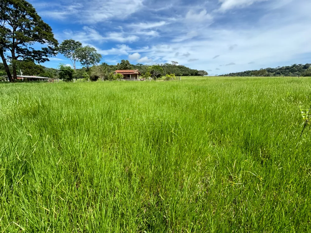 Sítio, 5 hectares - Foto 8