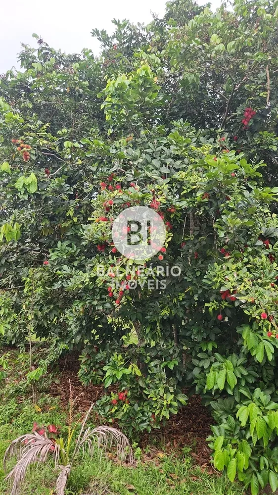Chácara, 2 quartos, 3000 m² - Foto 2