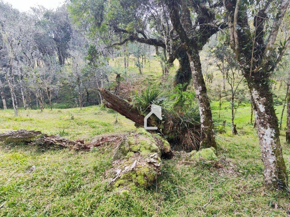 Terreno, 36 hectares - Foto 10