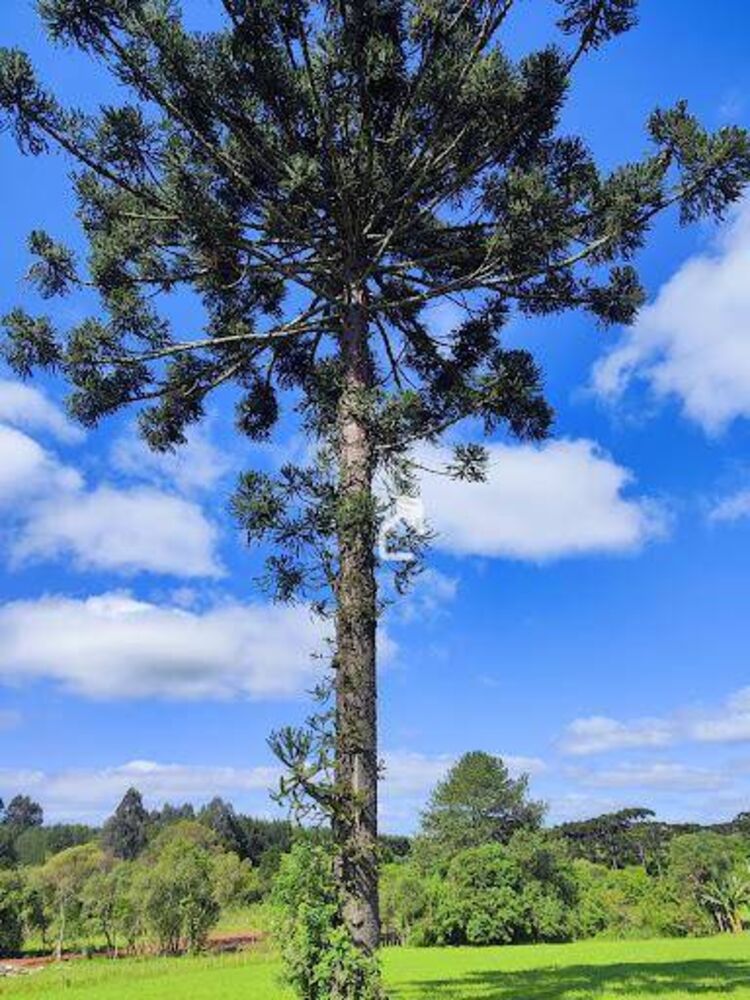 Sítio, 3 quartos, 3 hectares - Foto 16