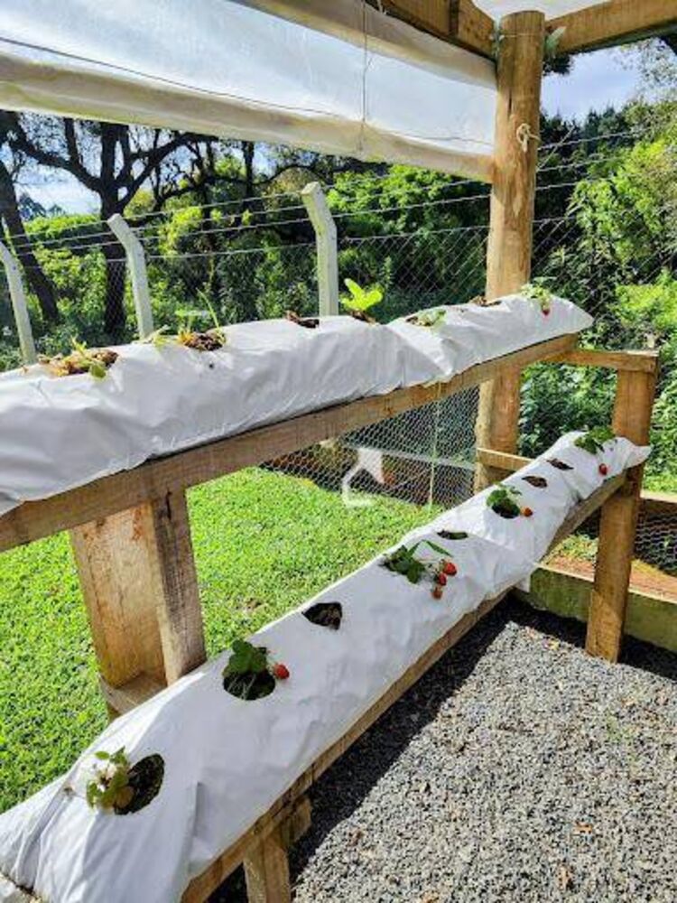 Sítio, 3 quartos, 3 hectares - Foto 9