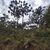 Terreno, 4 hectares - Foto 4