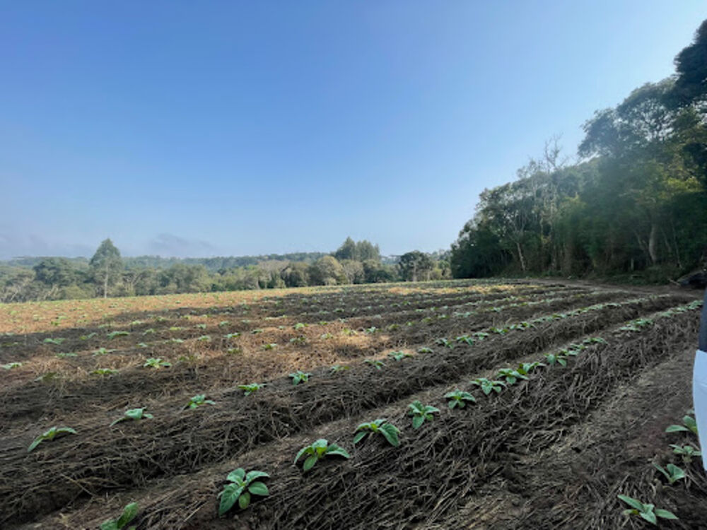 Terreno, 41 hectares - Foto 7