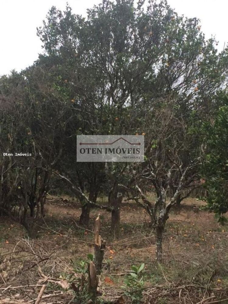 Sítio, 10259 m² - Foto 3