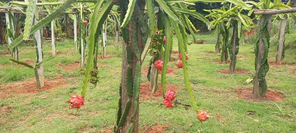 Chácara, 4 quartos - Foto 10