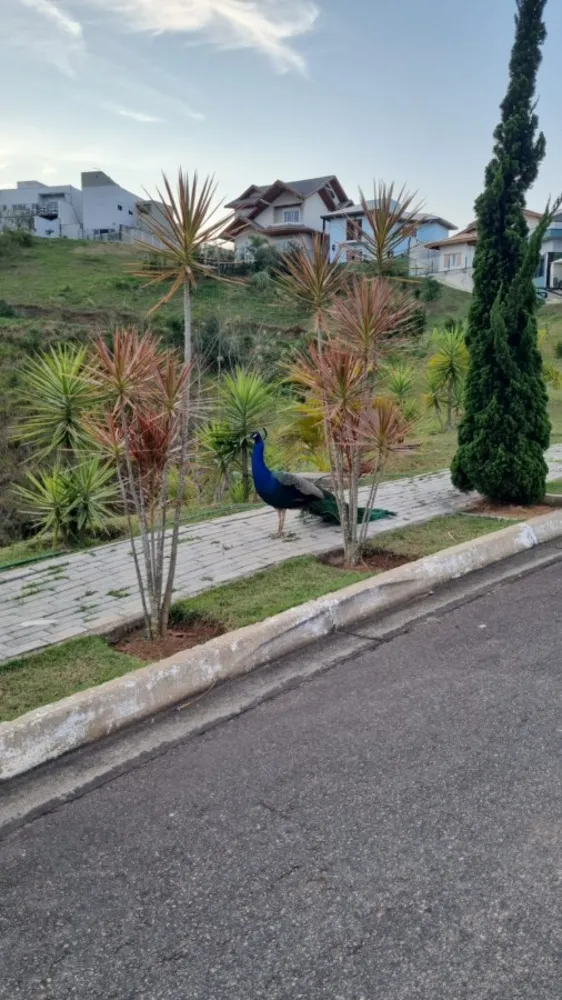 Terreno, 300 m² - Foto 11