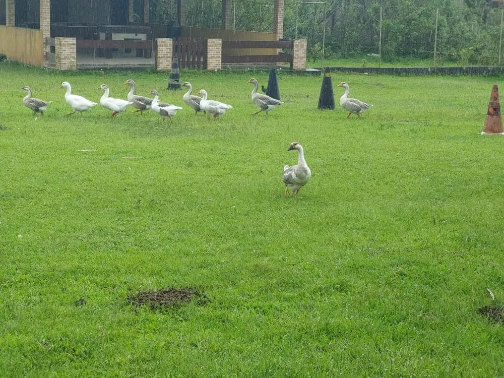Fazenda, 3 quartos - Foto 47