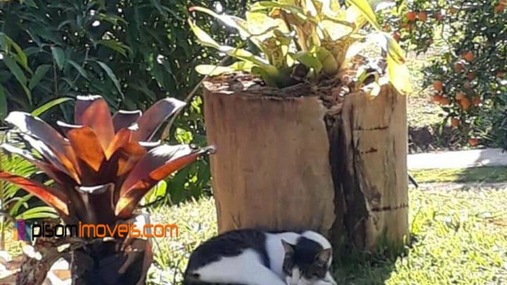 Chácara, 1 hectares - Foto 12