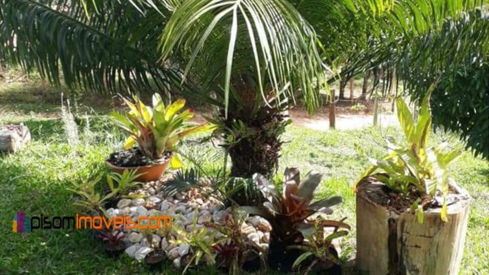 Chácara, 1 hectares - Foto 10