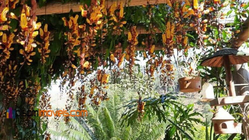 Chácara, 1 hectares - Foto 19