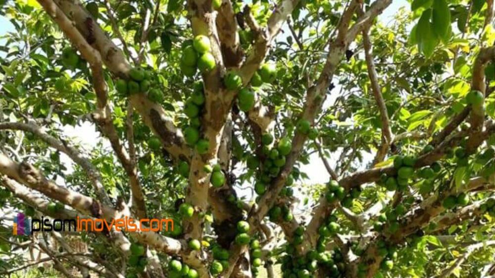 Chácara, 1 hectares - Foto 7