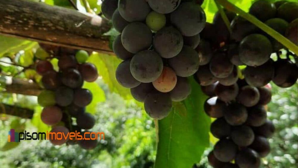 Chácara, 1 hectares - Foto 16