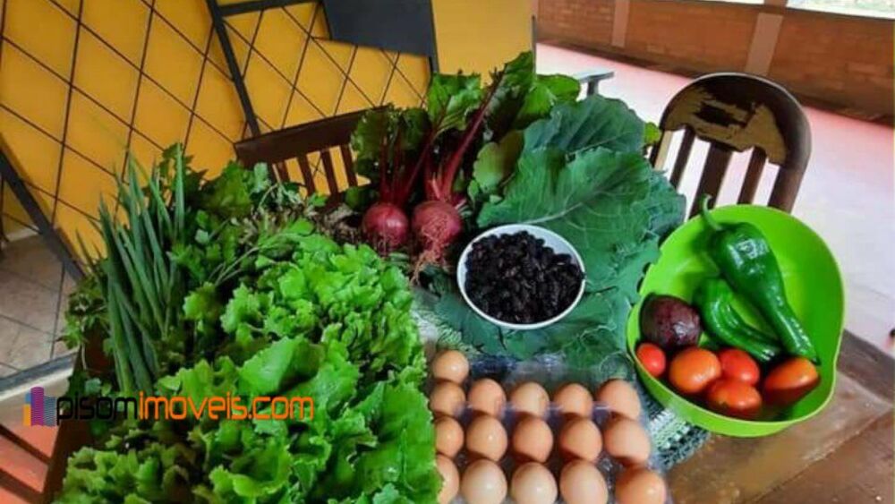 Chácara, 1 hectares - Foto 17