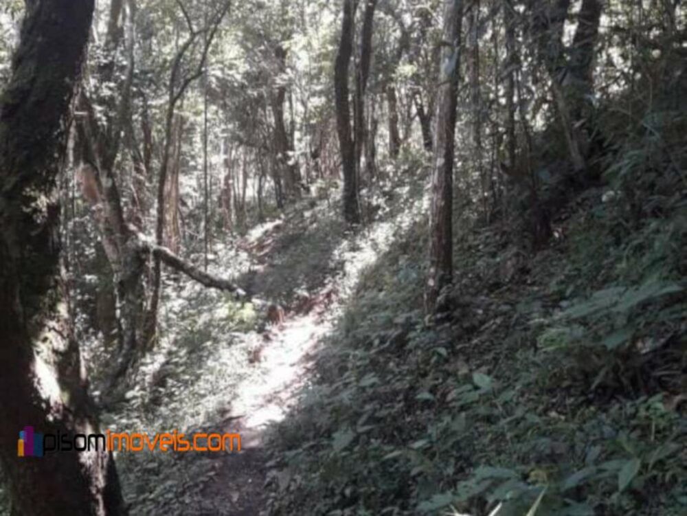 Terreno, 35 hectares - Foto 3