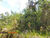 Terreno, 41 hectares - Foto 11