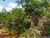 Terreno, 41 hectares - Foto 10