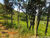 Terreno, 41 hectares - Foto 9