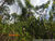 Terreno, 41 hectares - Foto 13