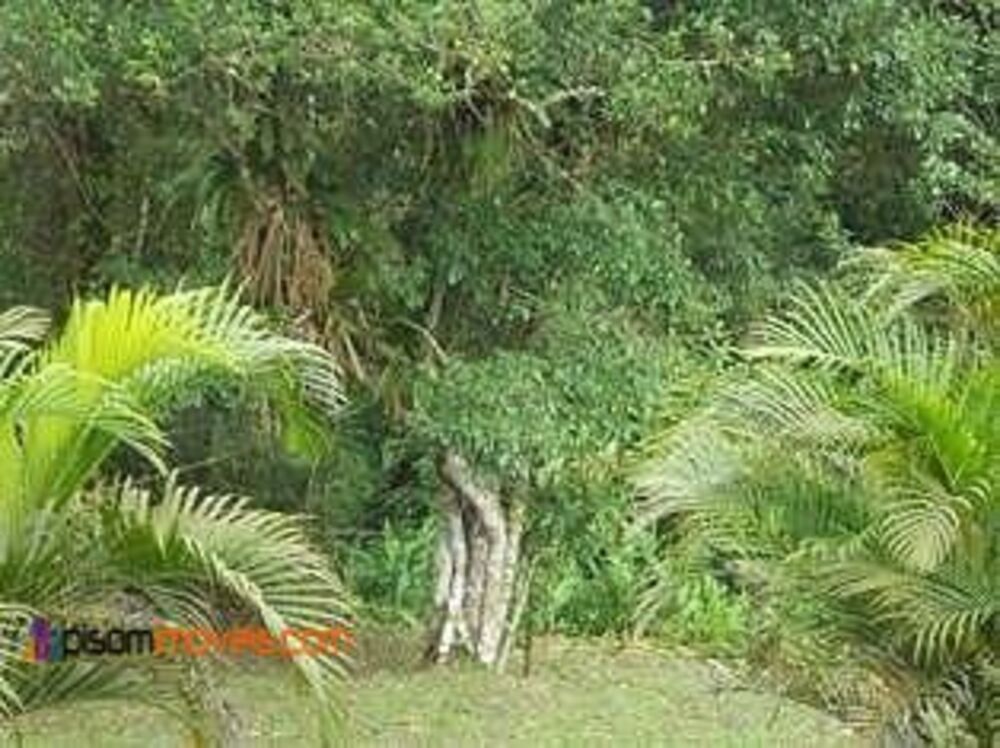 Sítio à venda com 3 quartos - Foto 9